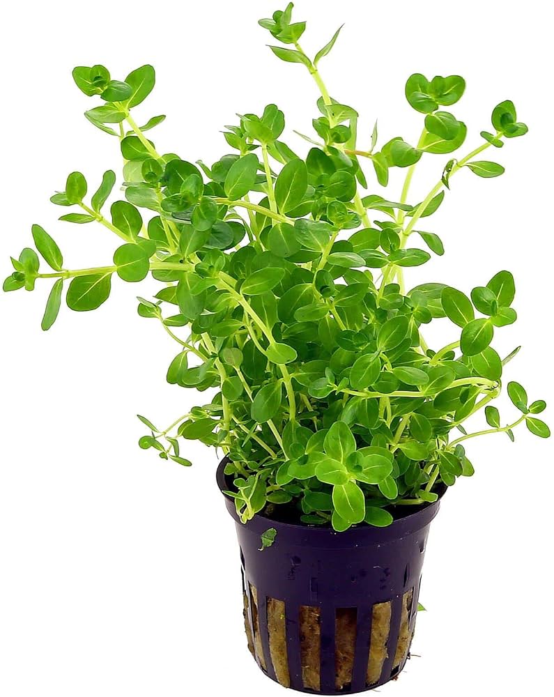 Rotala rotundifolia Green